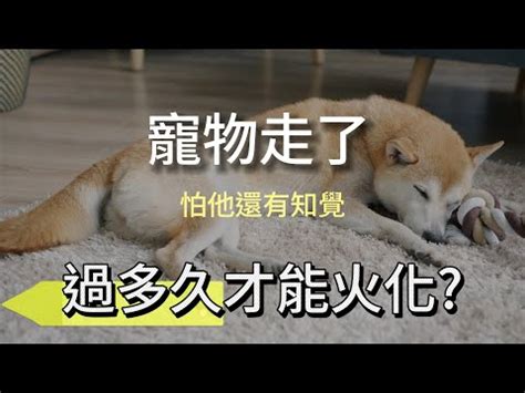 狗狗往生後去哪裡|【寵物離世】別慌！瞭解4大禁忌/處理方式/火化費用 與牠體面告別